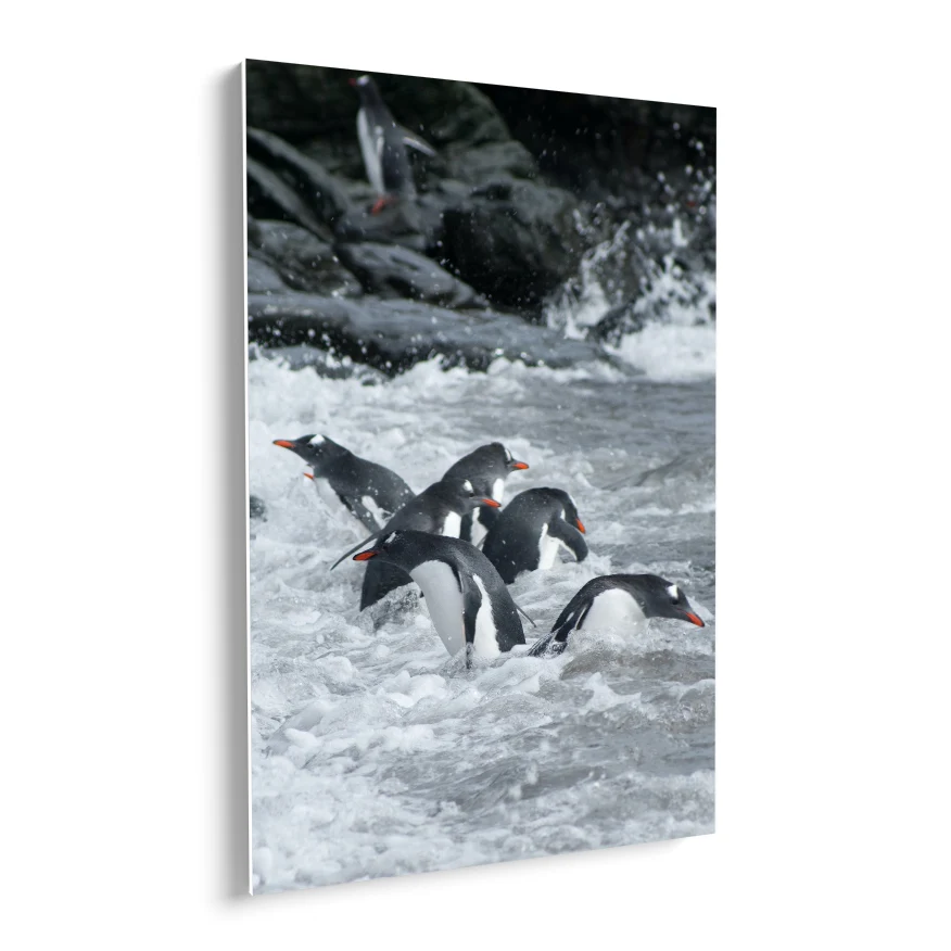 Pingüinos Poster