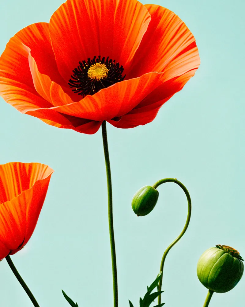 Amapolas 02 - Póster Posterscape Creative Studio