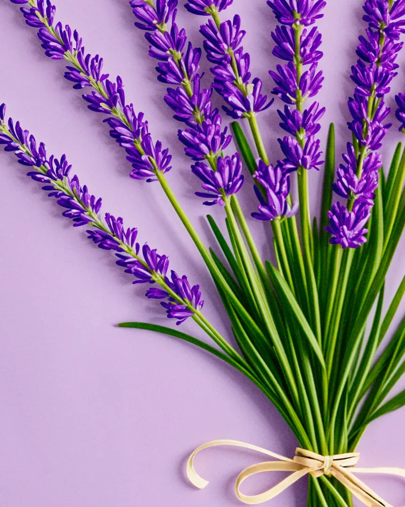 Lavanda de Provenza - Póster Posterscape Creative Studio