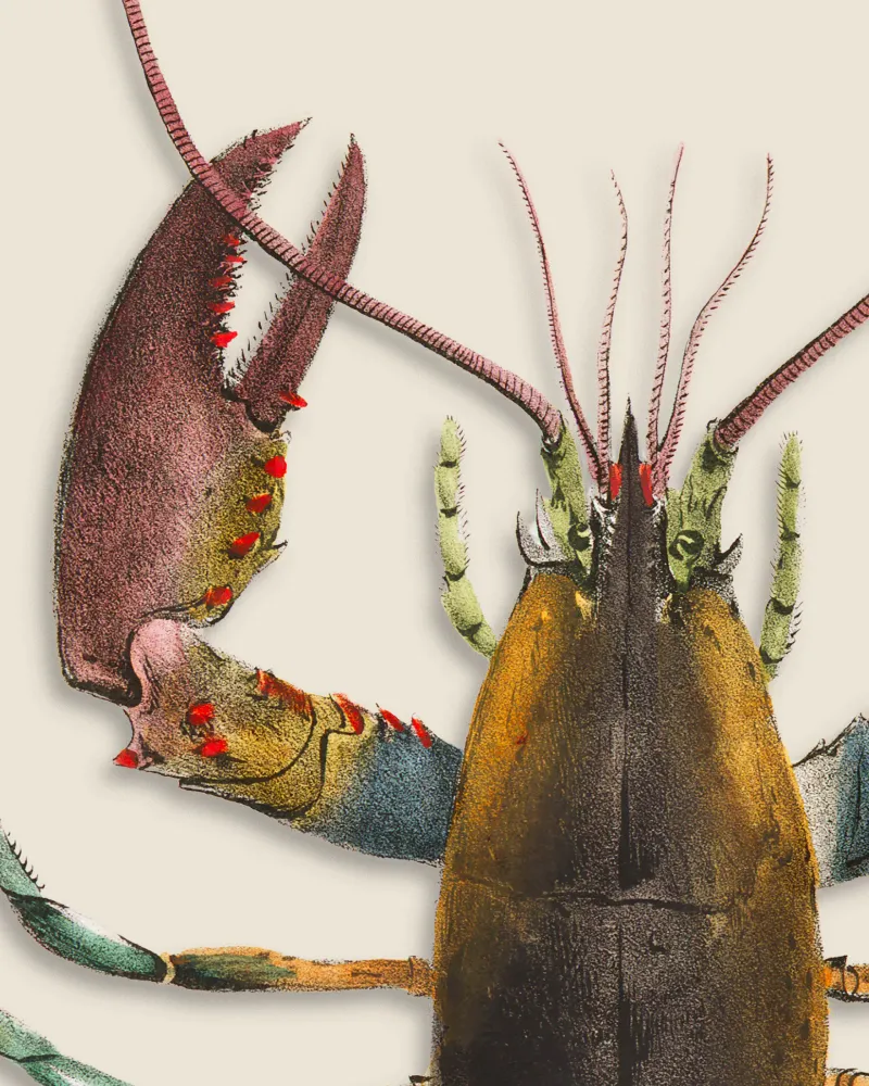 Póster "Le Homard" Posterscape Creative Studio