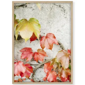 Fall Colored Leaves Raisa Zwart