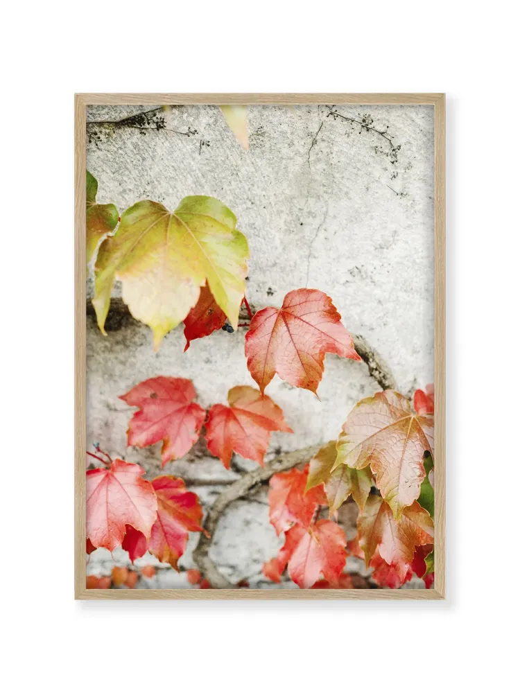 Fall Colored Leaves Raisa Zwart