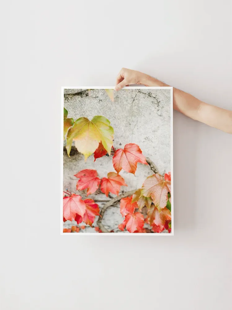 Fall Colored Leaves Raisa Zwart