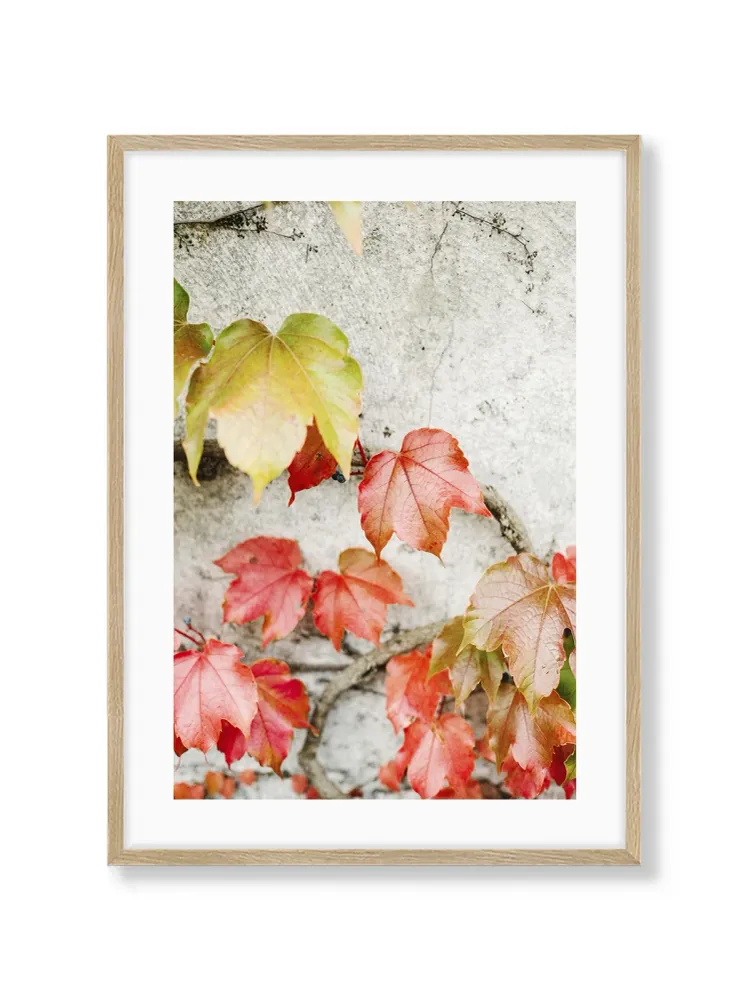 Fall Colored Leaves Raisa Zwart