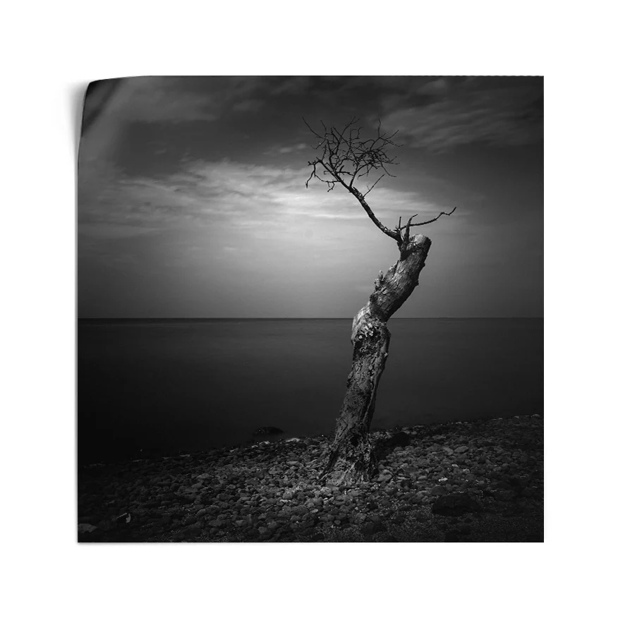 Árbol Solitario Poster