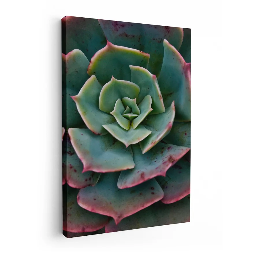 Rosa del Mármol Poster
