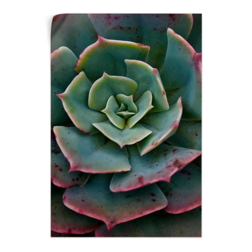 Rosa del Mármol Poster