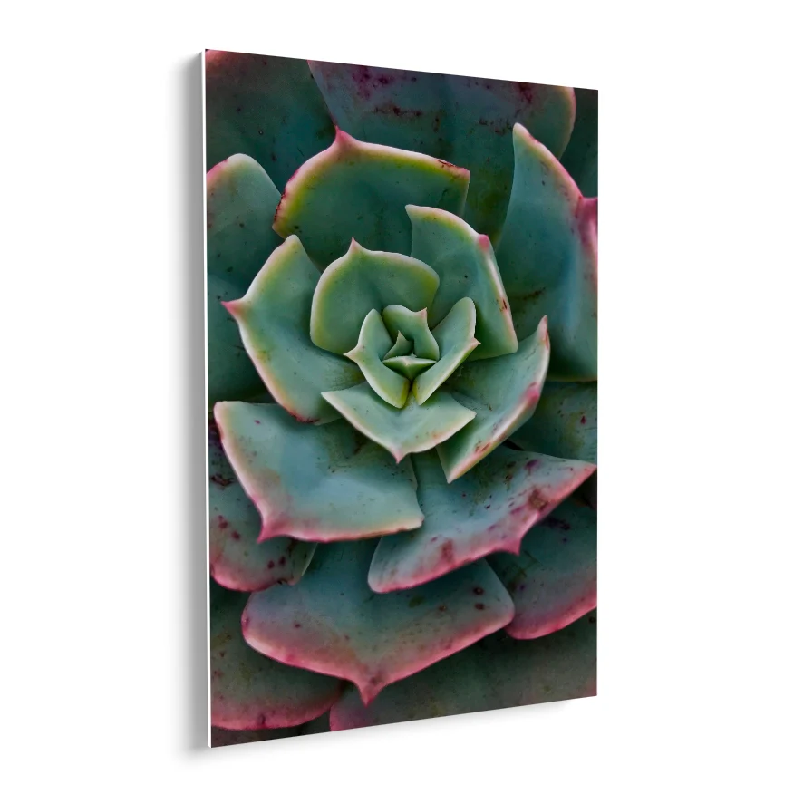 Rosa del Mármol Poster