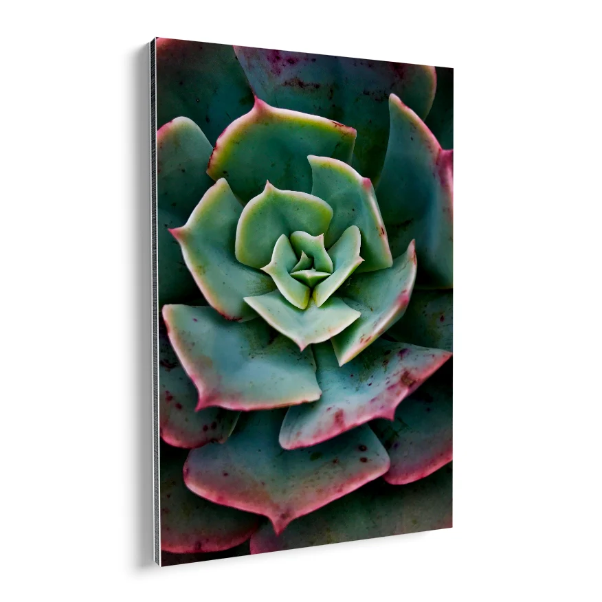 Rosa del Mármol Poster