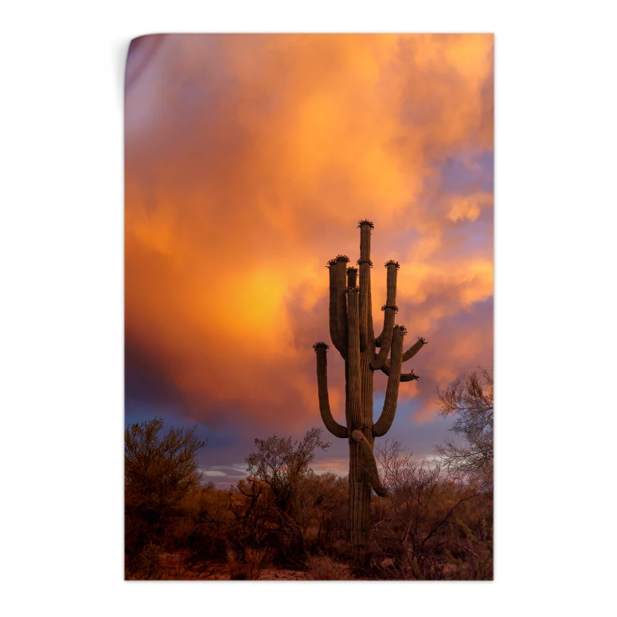 Saguaro al Atardecer Poster