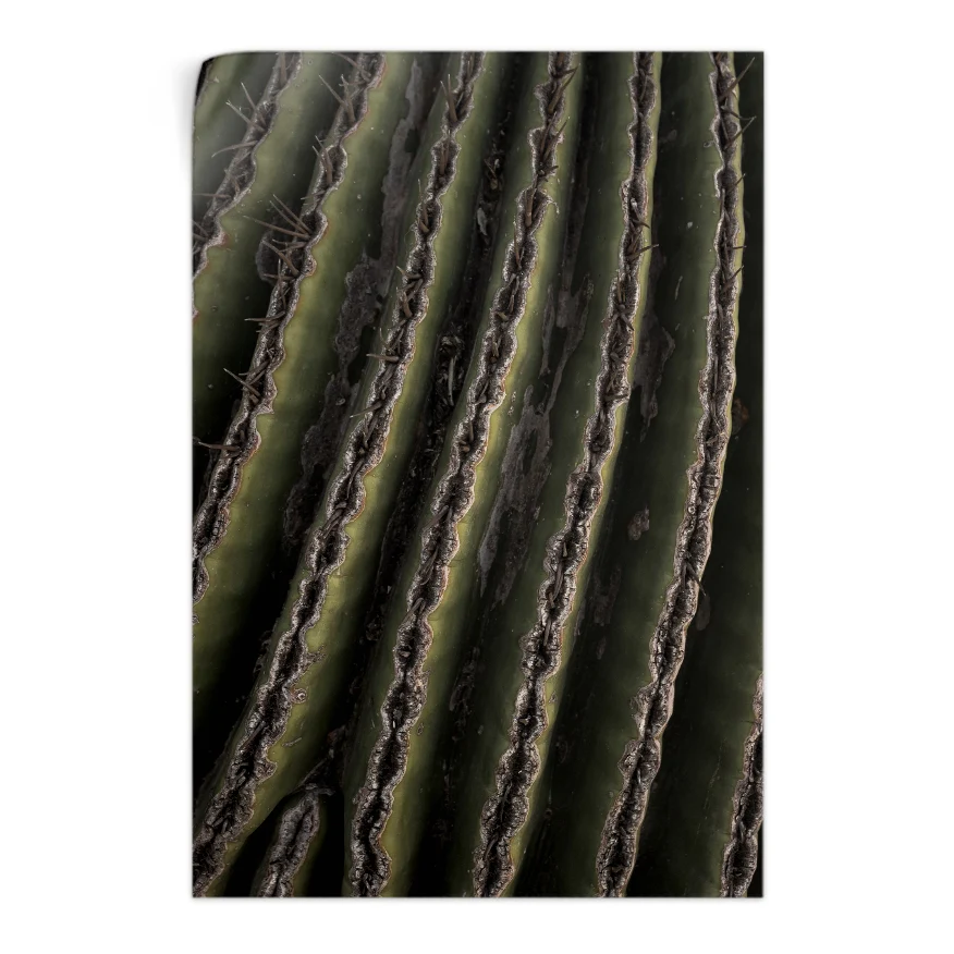 Saguaro Poster