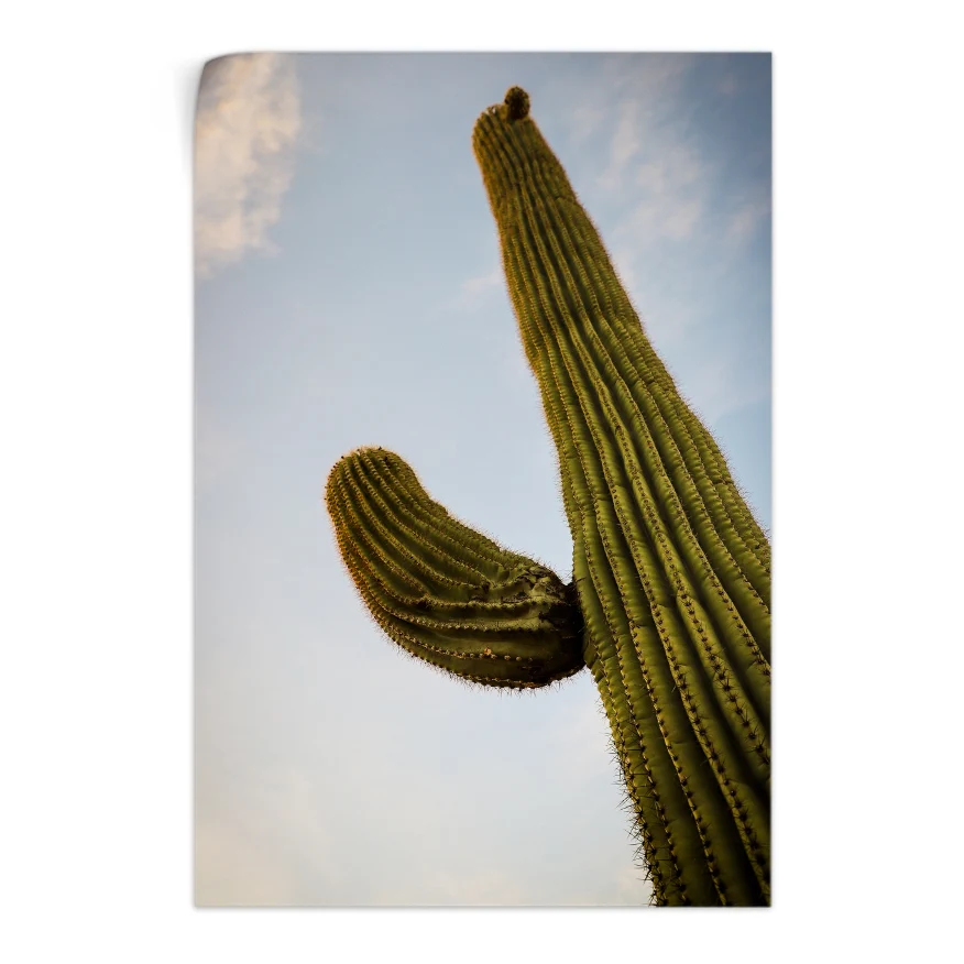 Saguaro Poster