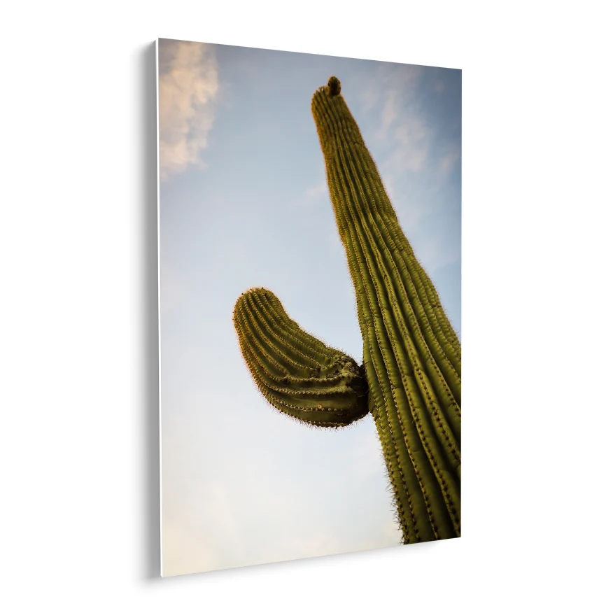 Saguaro Poster