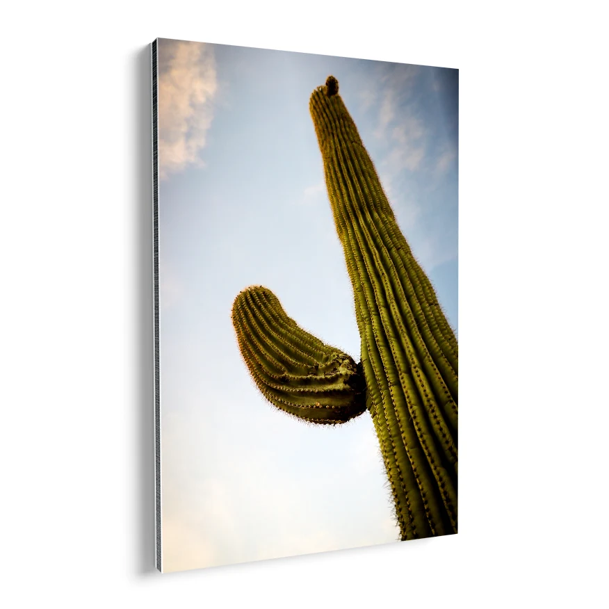 Saguaro Poster