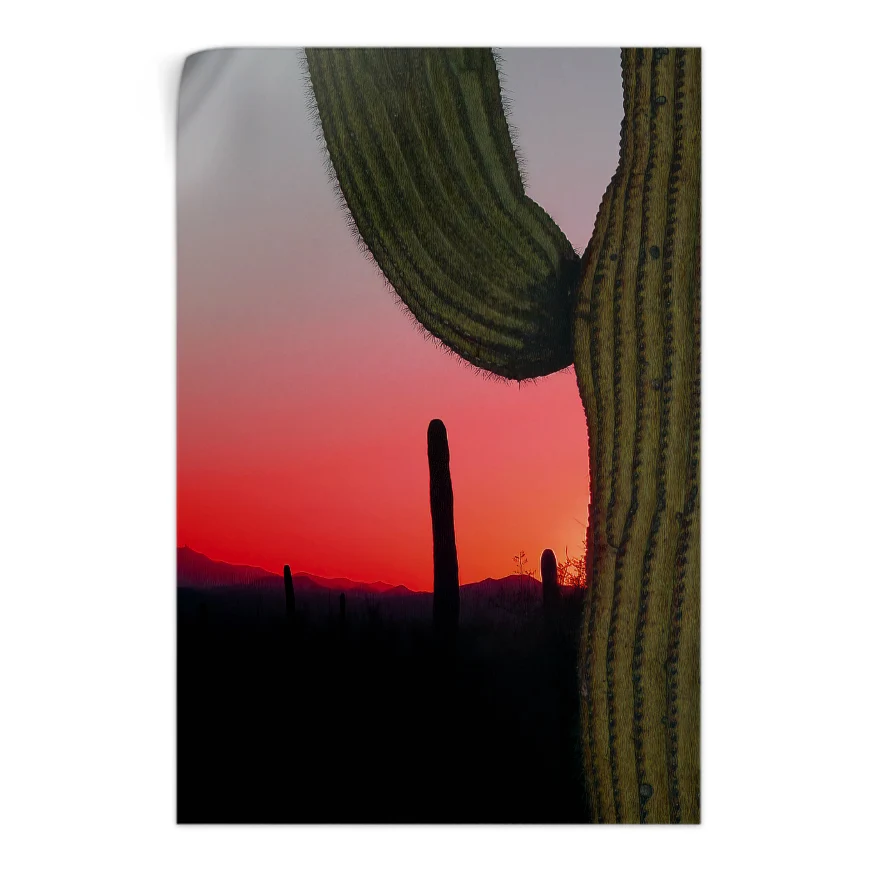 Saguaro Poster