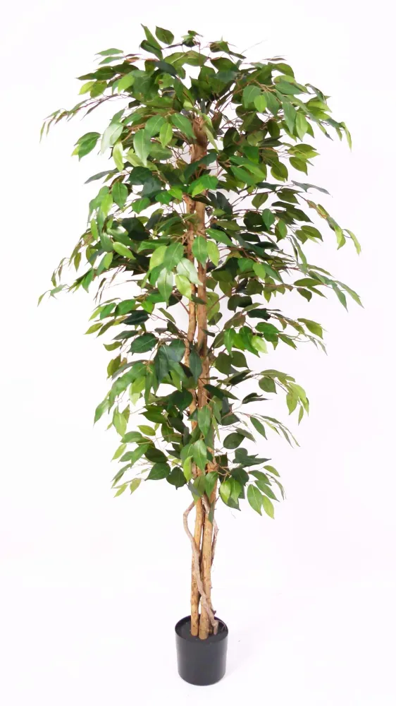 Árbol Ficus – 180 cm Sinder