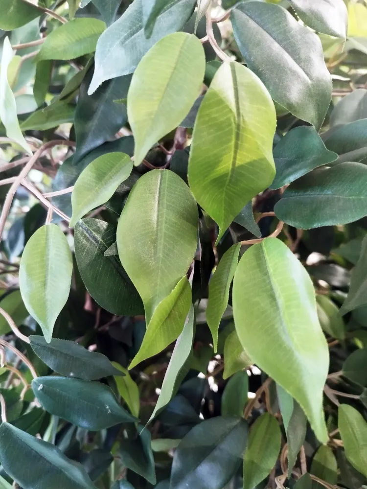 Árbol Ficus Mini – Tronco Natural – 180 cm Sinder