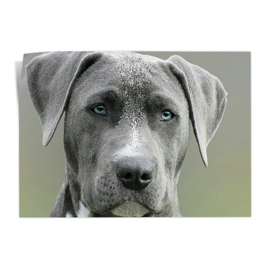 Staffordshire Terrier Americano Poster