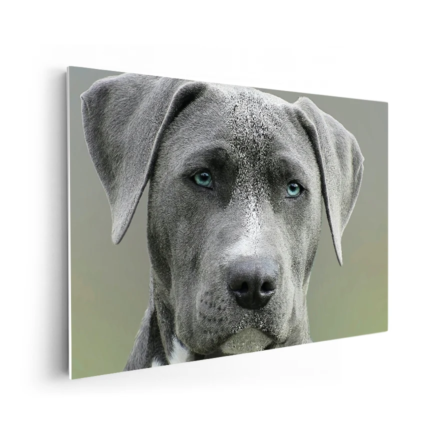 Staffordshire Terrier Americano Poster
