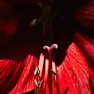 AMARYLLIS Studio Malek