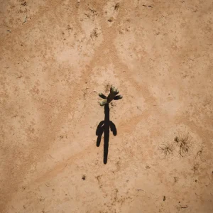 Desierto Studio Malek