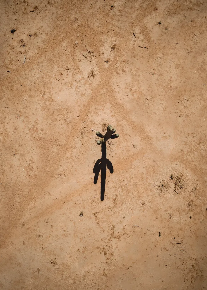 Desierto Studio Malek
