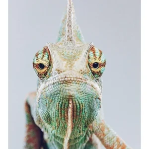 CAMALEON studiomalek