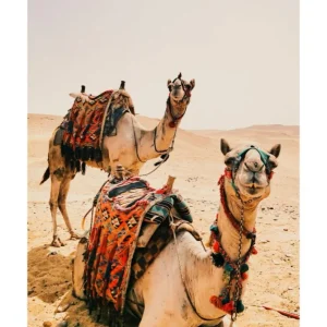 CAMELS studiomalek