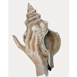 CARACOLA studiomalek