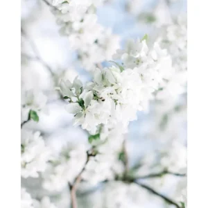CHERRY BLOSSOM studiomalek
