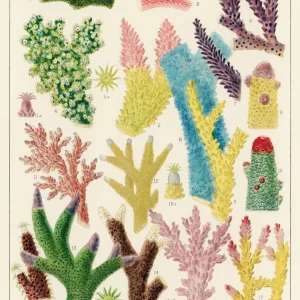 CORALES studiomalek