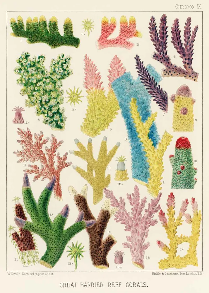 CORALES studiomalek