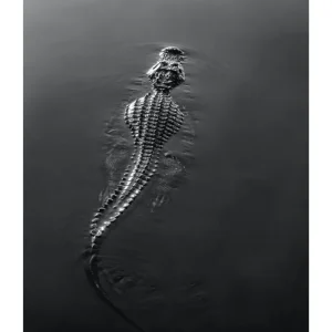 CROCODILE studiomalek