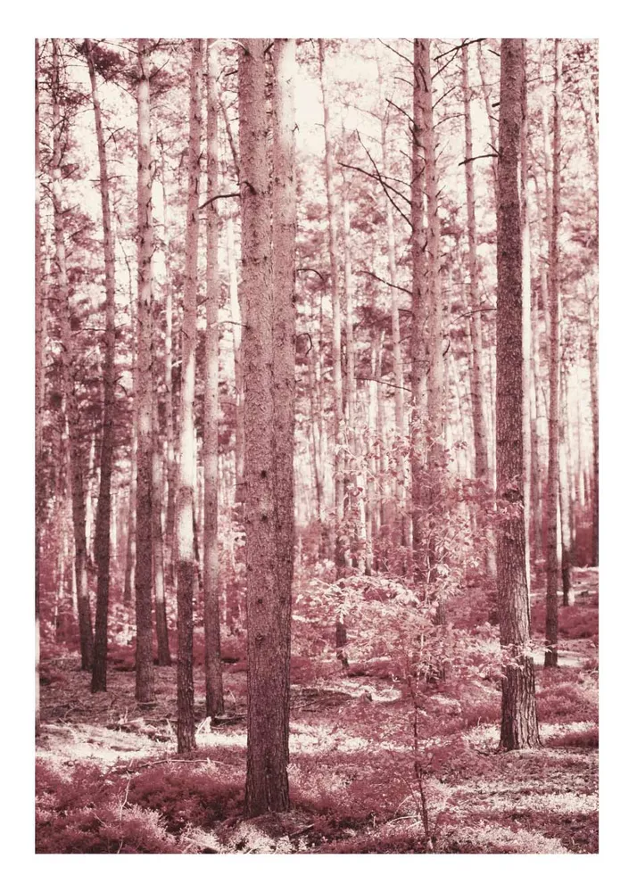 FANTASY WOOD studiomalek