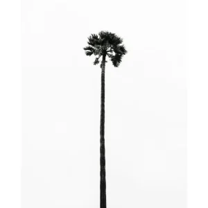 LAST PALM studiomalek