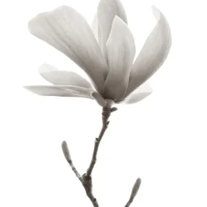 MAGNOLIA FLOR studiomalek
