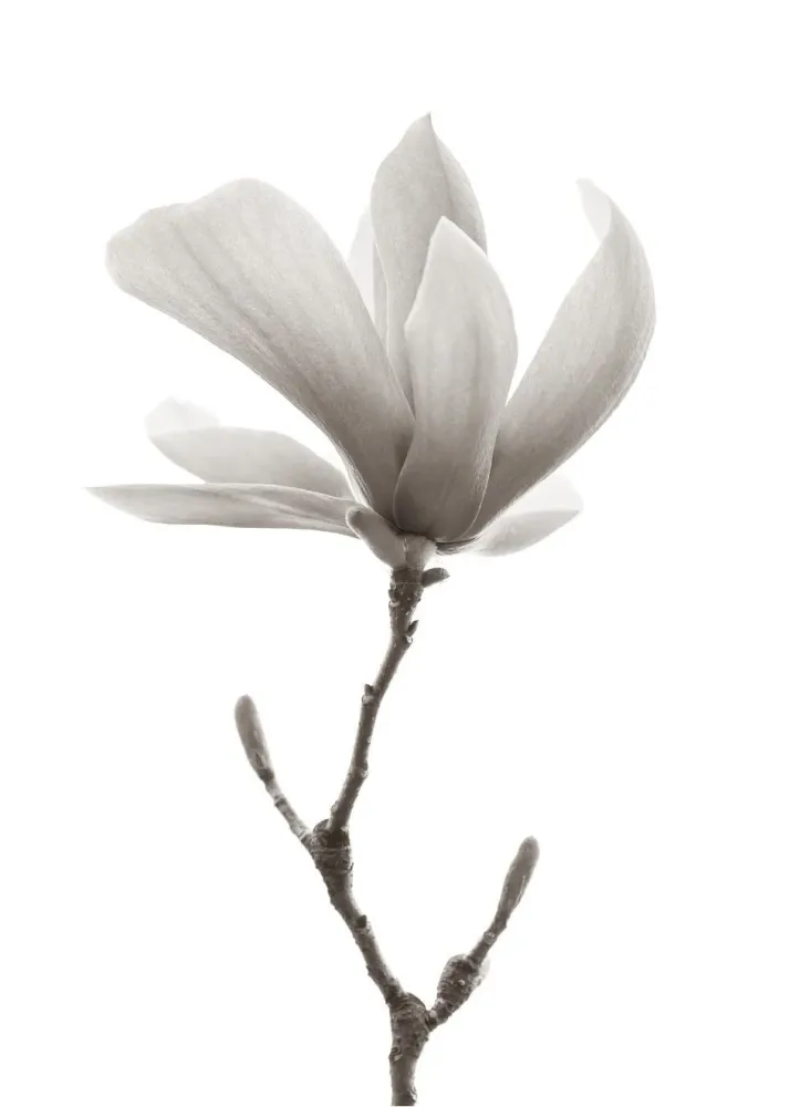 MAGNOLIA FLOR studiomalek