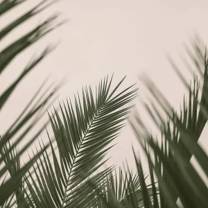 PALMA BEIGE studiomalek