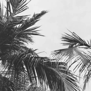 PALMS VINTAGE studiomalek