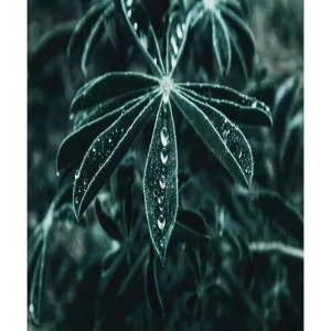 PLANTAS studiomalek
