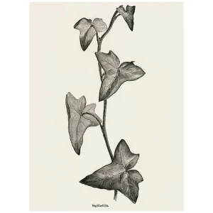 SAGITTIFOLIA studiomalek