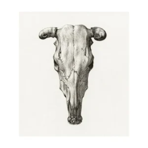 SKULL studiomalek