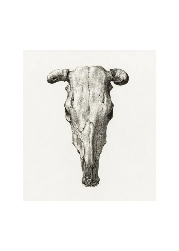 SKULL studiomalek