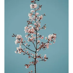 TALLO DE SAKURA studiomalek