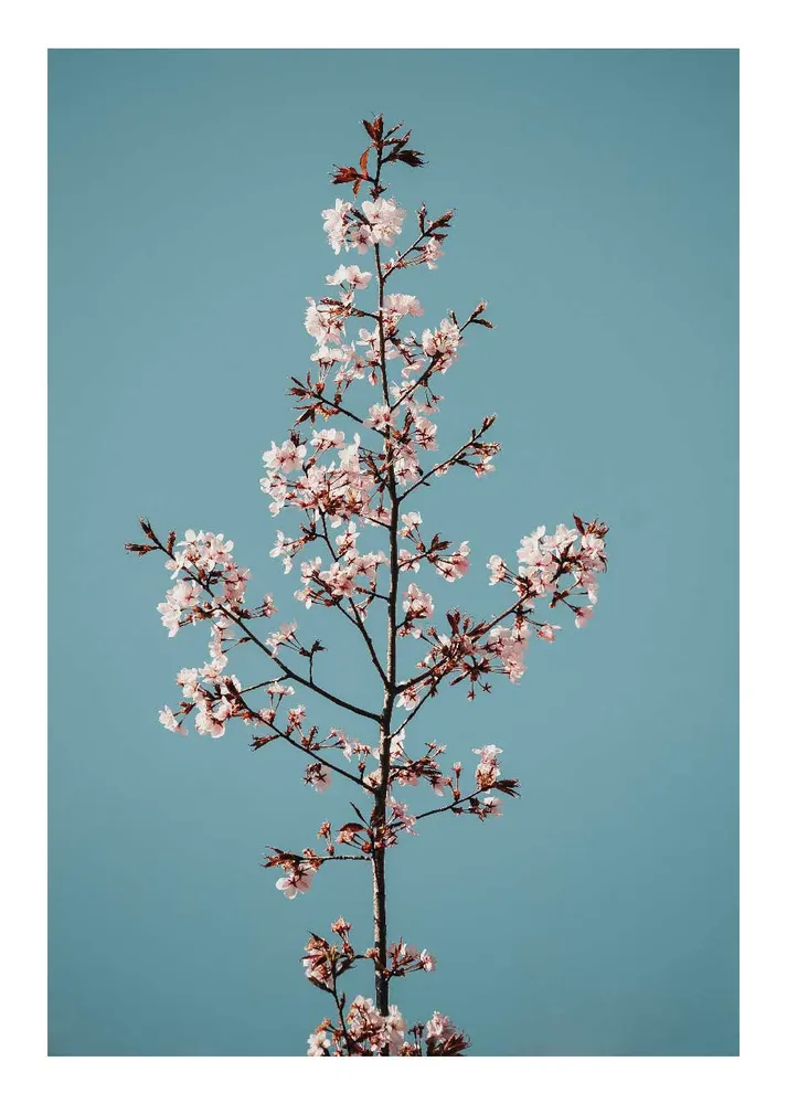 TALLO DE SAKURA studiomalek