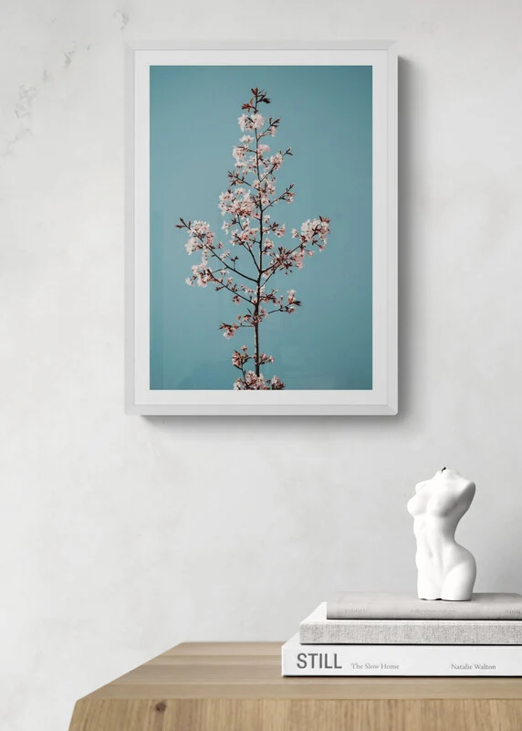 TALLO DE SAKURA studiomalek