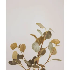 TINTED studiomalek