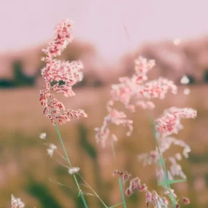 WILDFLOWER studiomalek