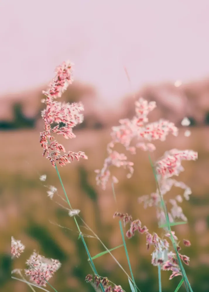 WILDFLOWER studiomalek