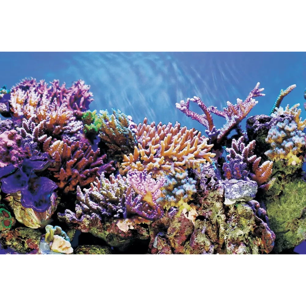 SF Deco Posters A4 Corales 120X49 Cm Superfish